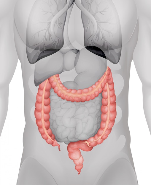 Large intestine in human body