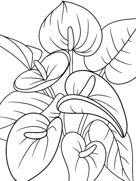 Vector large lily flower zantedeschia home plant with large leaves page outline of cartoon vector