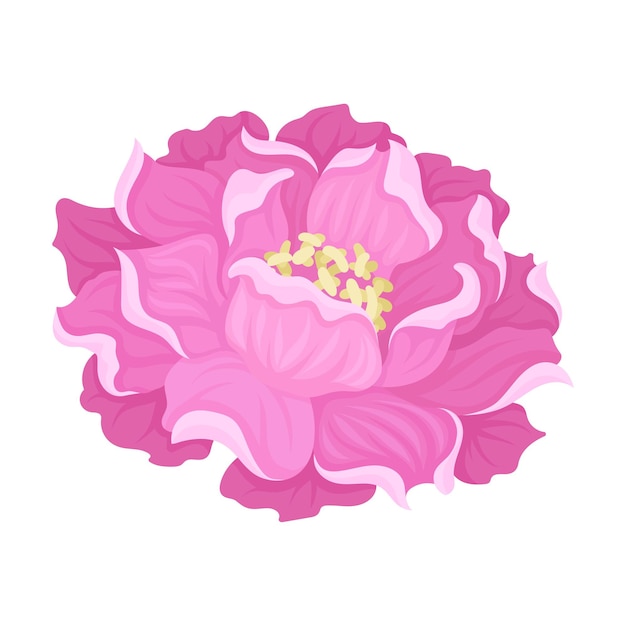 Large pink peony flower top view Vector illustration on a white background