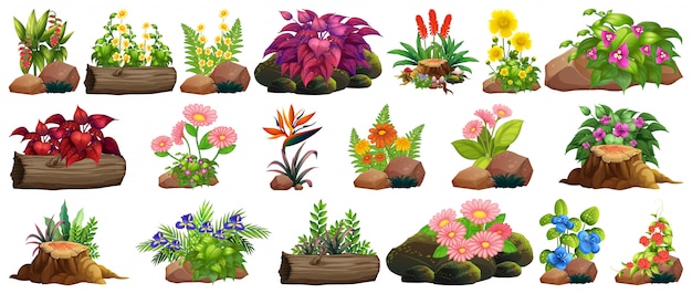 Large set of colorful flowers on rocks and wood