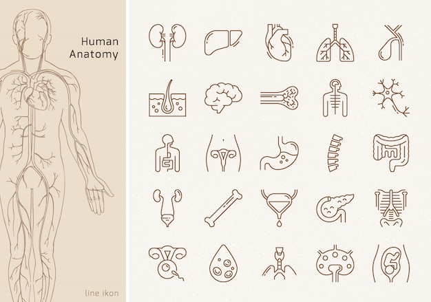 Vector large set of linear  icons of human internal organs with signatures. suitable for print, web and presentations.