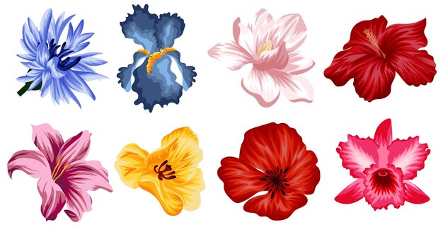 벡터 마그놀리아 (magnolia), 릴리 (lily), 옥수수 (cornflower), 아이리스 (iris), 오키디 (orchid), 포피 (poppy) 의 열린 에서 꽃이 많이 핀다.