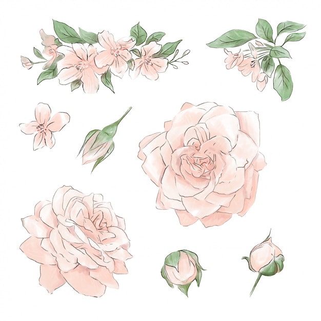 Vector a large set of watercolors tender roses super quality.