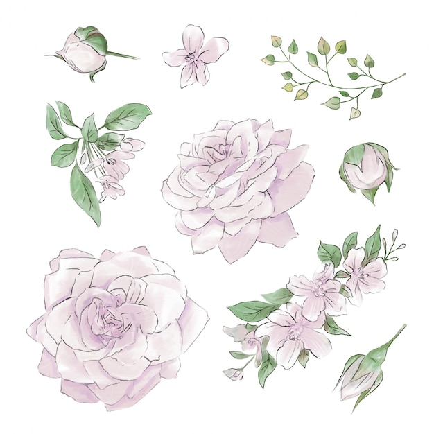 A large set of watercolors tender roses