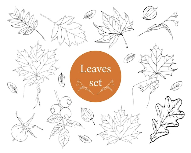葉の大規模なベクトルを設定します。カエデの葉のコレクション。秋の装飾デザインのエレメント。葉。