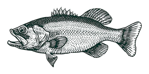 largemouth bass fish vector engraving illustration