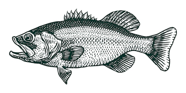 Largemouth bass fish vector engraving illustration