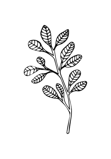 Laurel branch sketch. Botanical illustration, a branch of a plant with leaves. Hand drawn line