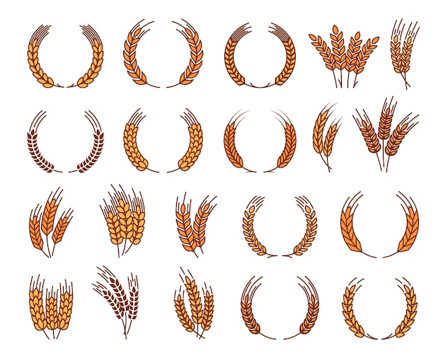 Vector laurel wreath cereal wheat ears and rye spikes