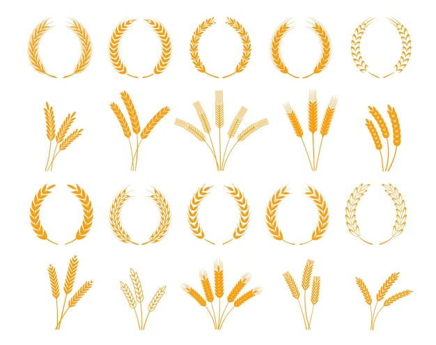 Spighe di corona di alloro di segale di frumento o spighe d'orzo