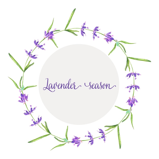 Lavander flower in a watercolor style isolated Vector illustration