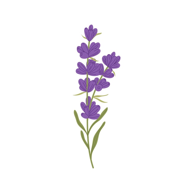 Lavandula plant isolated kitchen herb flower plant