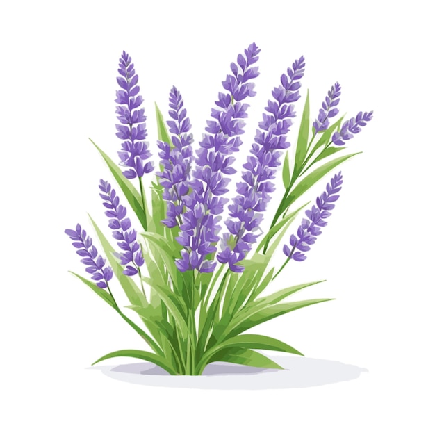 Lavendar vector