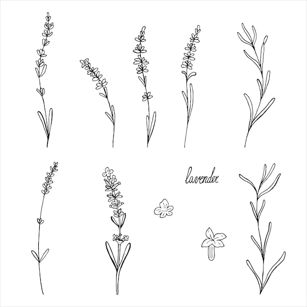 Lavendel bloem vector set floral doodle elementen voor ontwerp