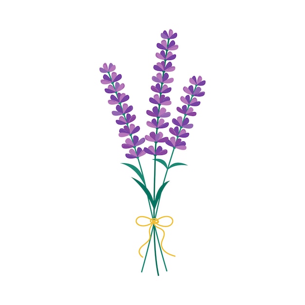 Lavendel bloemen boeket geïsoleerd. vectorillustratie van bloeiende lavendel op witte backround.