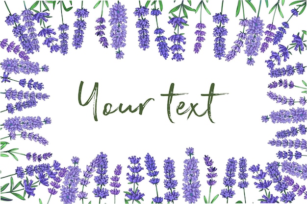 Lavendel frame Kaart of poster achtergrond met de hand getekende bloemen paarse tuinplanten decoratieve botanische elementen voor banner achtergrond kopieerruimte voor tekst Violette bloesem Vector illustratie