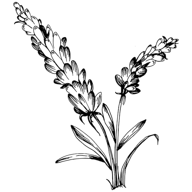 Lavendel geïsoleerde schets illustratie. Handgetekend element voor bruiloftskruid, plant of monogram met elegante bladeren voor uitnodiging, bewaar het datumkaartontwerp. Botanisch rustiek trendy groen.