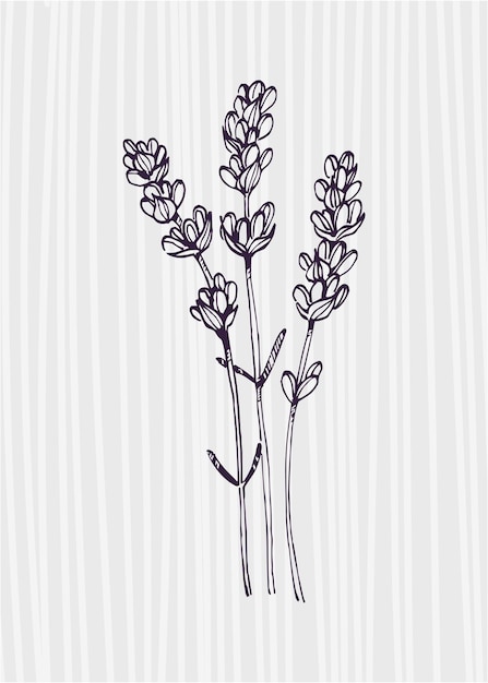 Lavendel Handgeschilderde illustraties voor wanddecoratie minimalistische bloem in schetsstijl