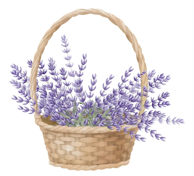 Lavendel in een wicker mand Waterverf met de hand getekende illustratie met boeket van wilde provincie Bloemen op witte geïsoleerde achtergrond Boel lavendel voor bloemige groetekaartjes of bruiloftsuitnodigingen