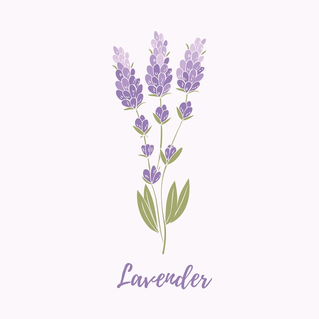 Lavendel kleur illustratie vector lavendel lavendel belettering