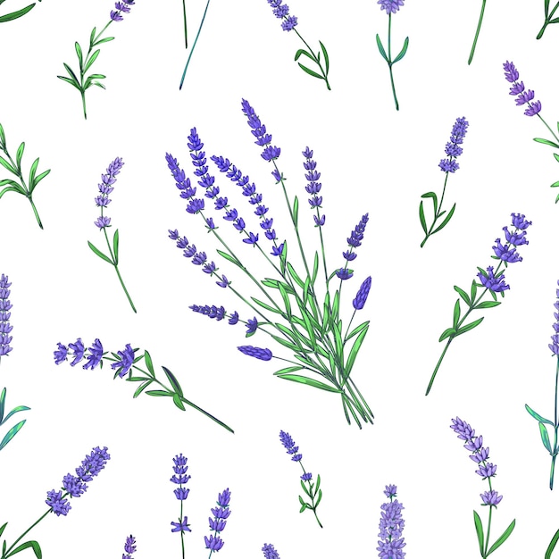 Lavendel patroon Naadloze Frankrijk tuin kruiden print met paarse bloemen boeketten Decoratieve bloemen achtergrond Zomer aromatische Provence bloeiende planten sjabloon Vector botanische gekleurde textuur