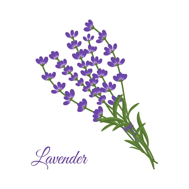 Lavendel takjes platte vectorillustratie geïsoleerd op een witte achtergrond