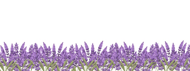 Lavendelbloemen grens op witte achtergrond Lavendel bloemen weide