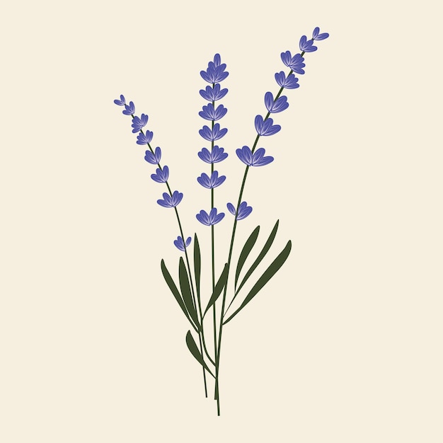 Vector lavender beautiful summer flower in purple and white