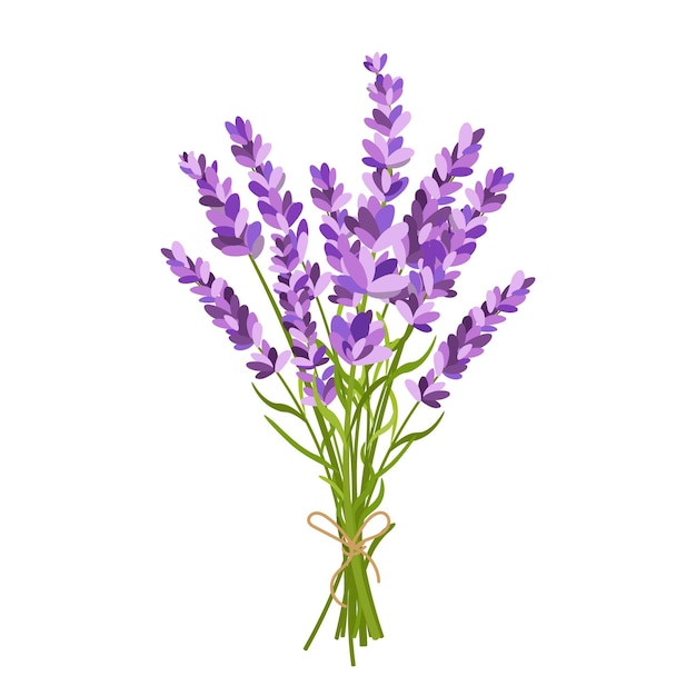 Illustrazione di un bouquet di lavanda