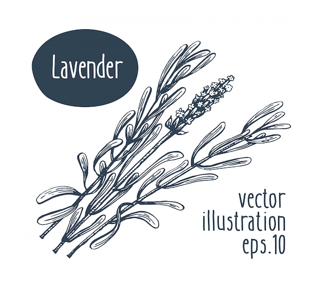 Lavender branch. Vector hand drawn illustration.