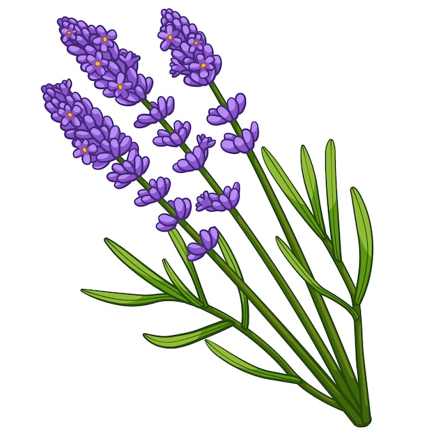 Vector lavender cartoon style