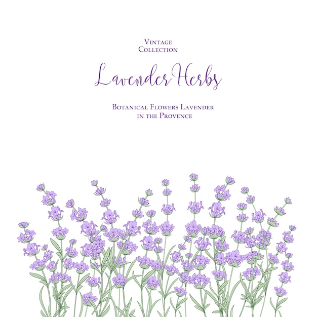 The lavender elegant card.