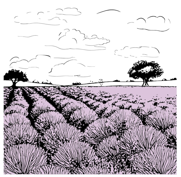Lavender field tree sketch hand drawn in doodle style illustration