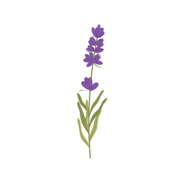 Lavender floral botanical flower with green leaves