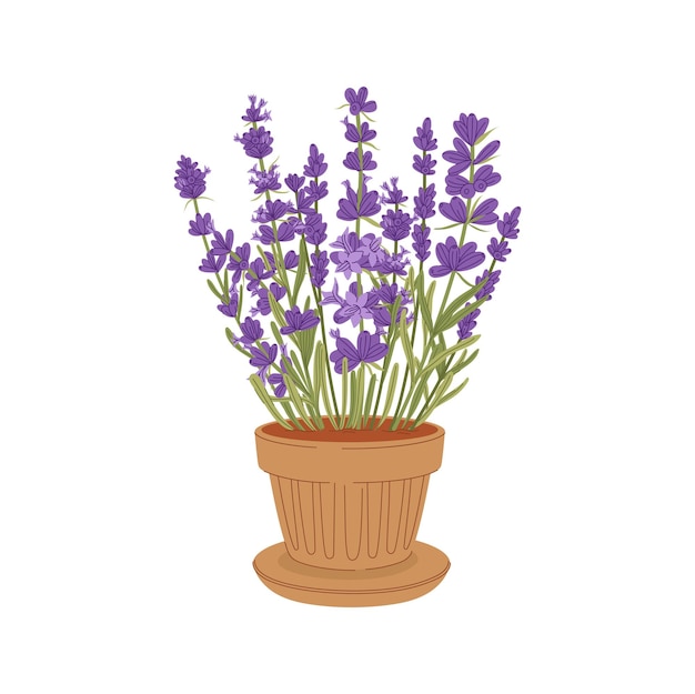 Lavender floral plants growing in flower pot