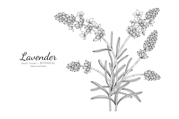 라벤더 꽃과 잎 손으로 그린 식물 삽화가 라인 아트로 그려져 있습니다.