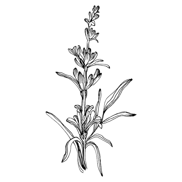 Fiore di lavanda fiore botanico floreale elemento di illustrazione isolato fiore di campo di disegno a mano vettoriale per cornice o bordo del modello dell'involucro della trama di sfondo