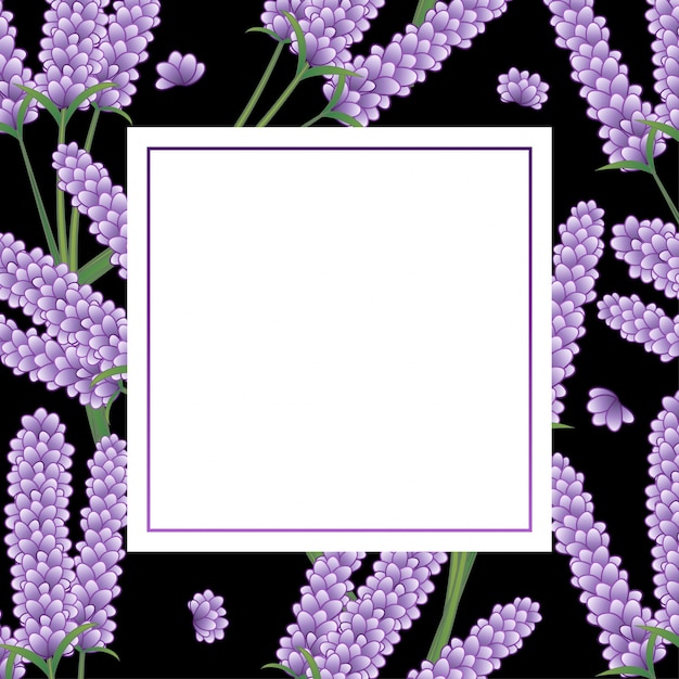 Cornice di fiori di lavanda sfondo nero