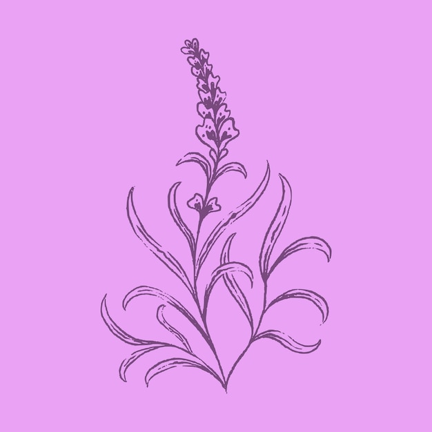 Vector lavender flower hand drawn illustration