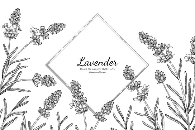 Lavender flower and leaf hand drawn botanical illustration with line art.