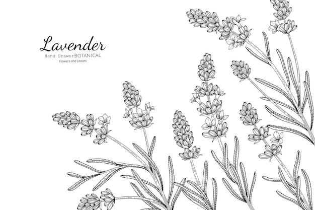 Vector lavender flower and leaf hand drawn botanical illustration with line art.