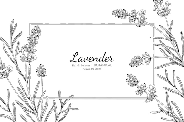 Illustrazione botanica disegnata a mano di fiori e foglie di lavanda con line art.