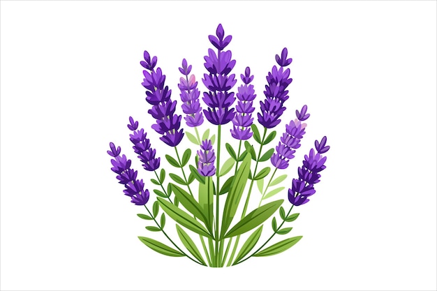 lavender flower vector illustration