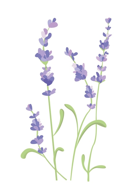 Fiore di lavanda su sfondo bianco colorato vintage illustrazione vettoriale stile acquerello francia provenza modello retrò per romantico concetto di design fresco lavanda naturale aromaterapia trattamento spa