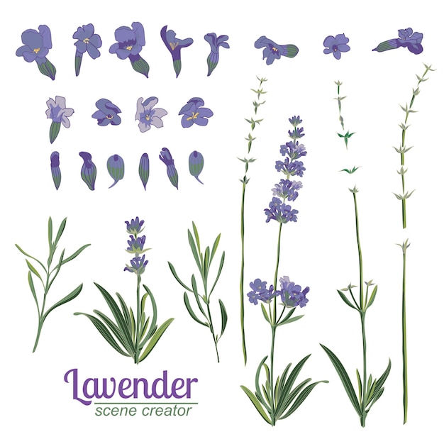 Vector lavender flower on white background colorful vintage vector illustration