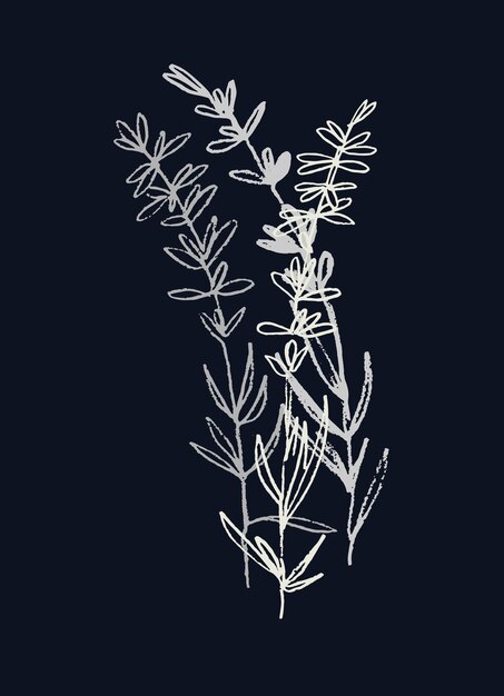 Vector lavender flowering plant realistic line art hand drawn monochromatic vector illustration isolated on black background