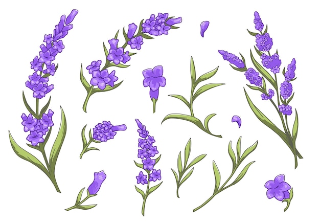 花のラベンダーの花、春の植物学の植物相