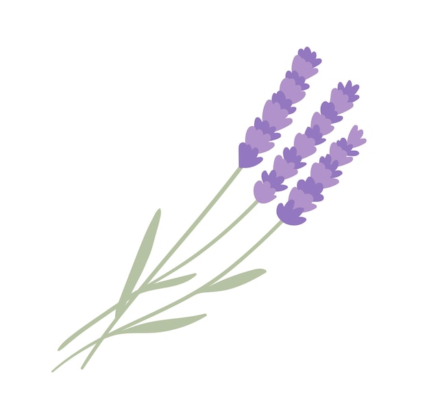 Lavender flowers element on white background flat vector illustration