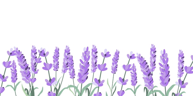 Vector lavender flowers elements lavender background collection of lavender flowers