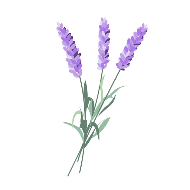 Vector lavender flowers french blossomed violet flora provence floral plant herbs bouquet